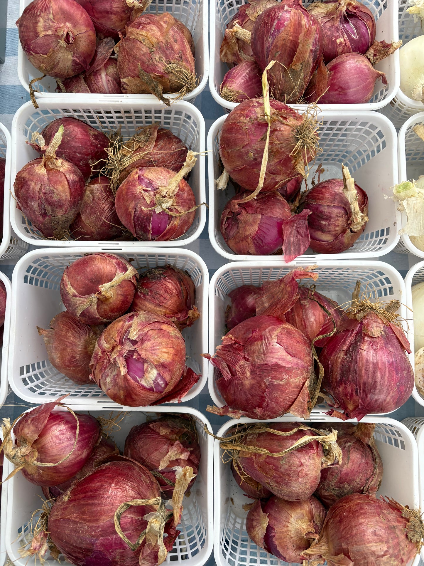 Onions