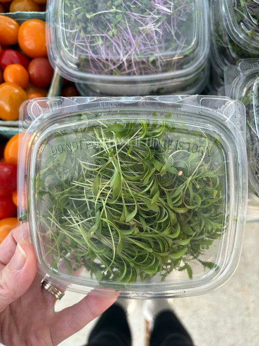 Microgreens - cilantro