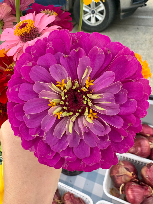 Zinnias