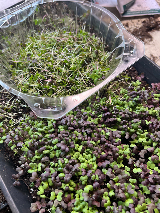 Spicy microgreens mix