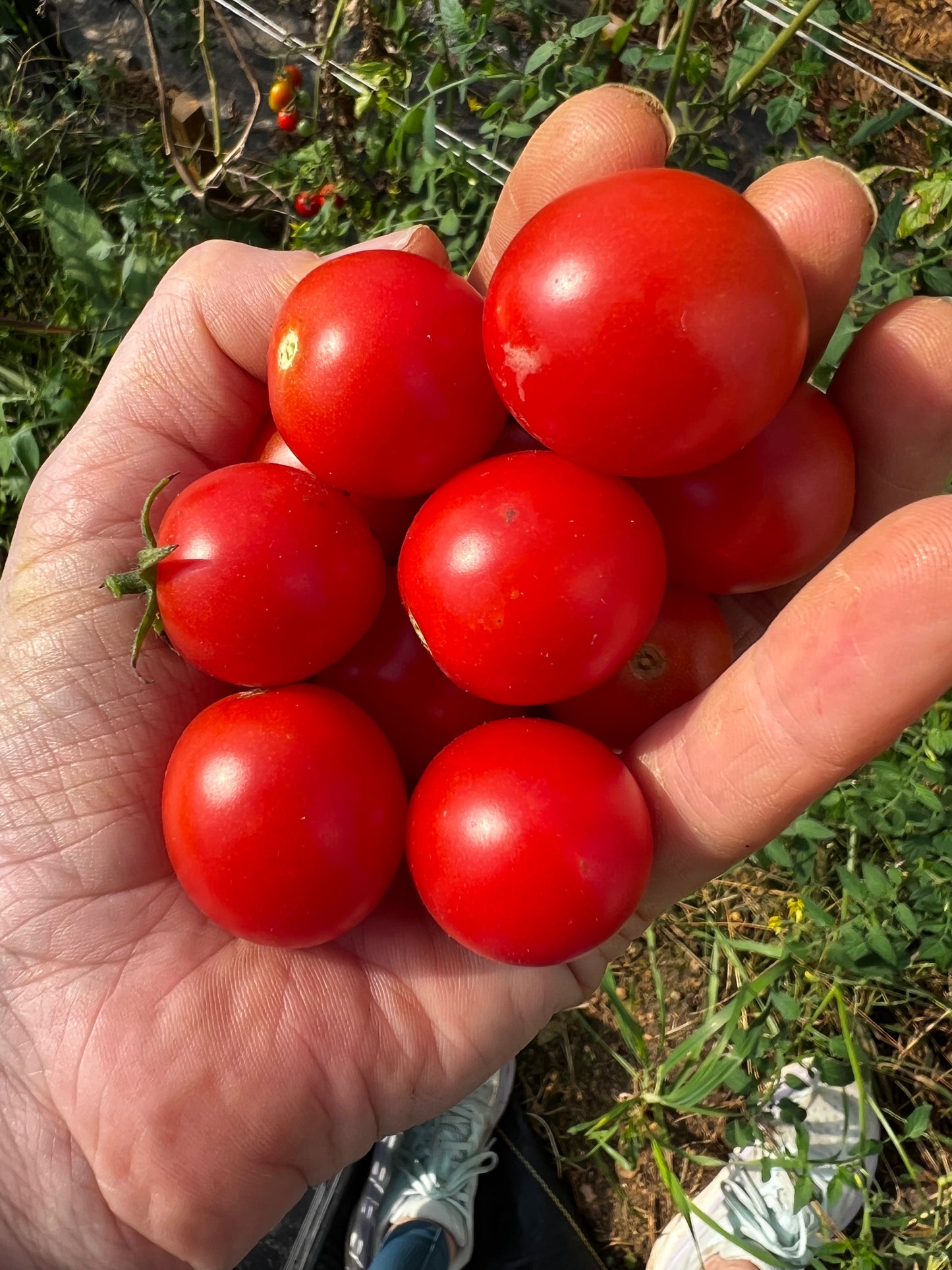 Cherry Tomato Mix