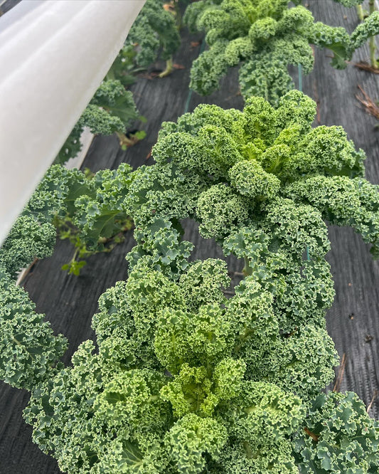 Curly Kale