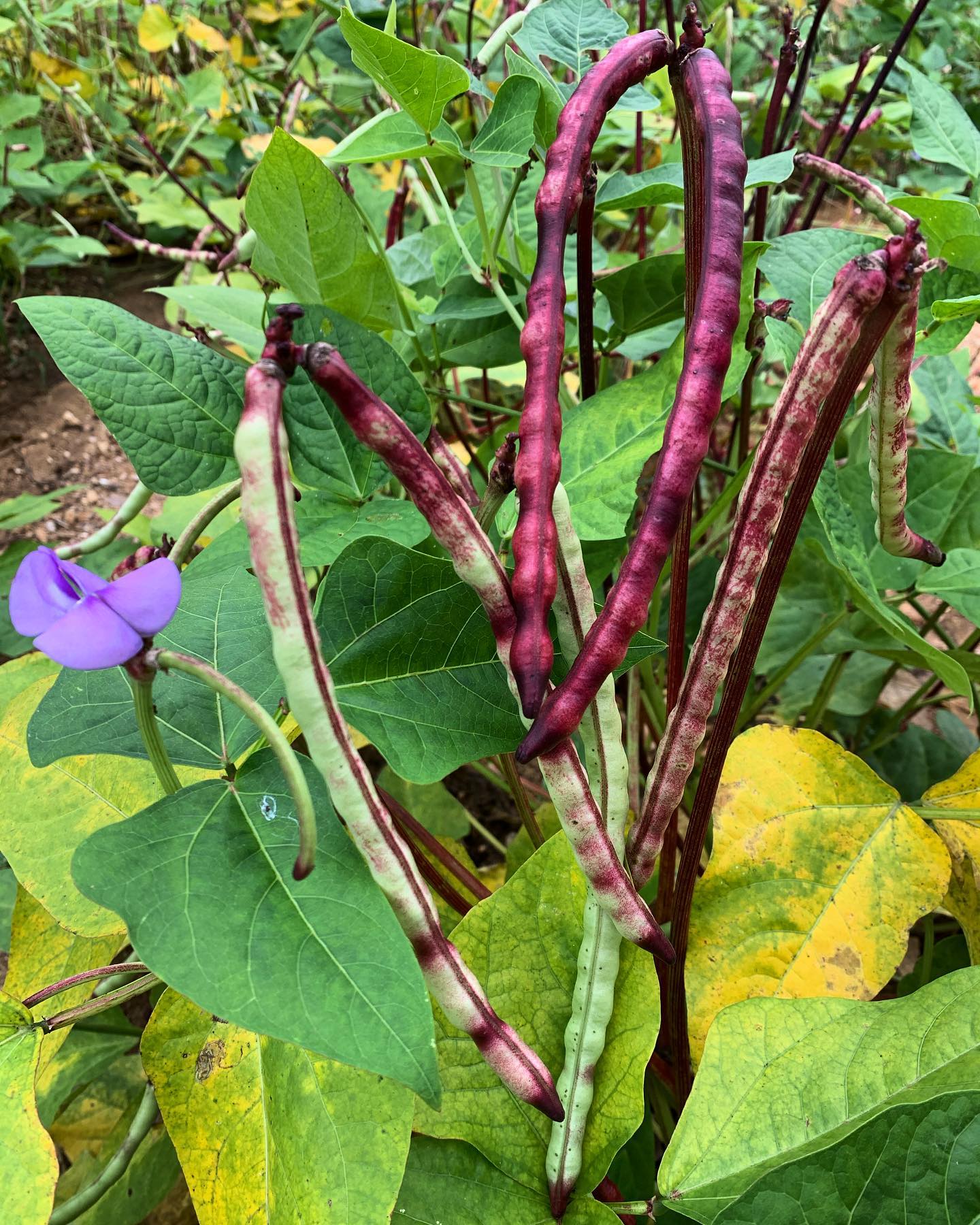 Purple Hull Crowder Peas