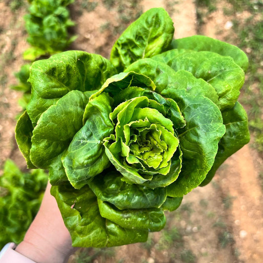 Leaf lettuce